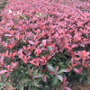 紅葉石楠