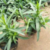 山東基地假龍頭批發 園林綠化 假龍頭小苗.苗圃用苗 現貨