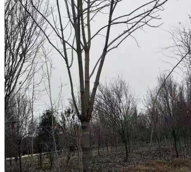 七葉樹基地供應七葉樹15-20公分七葉樹行道樹