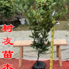 【樹友苗木】3年嫁接苗黃巖蜜橘 桔子樹苗桔樹果樹苗桔苗