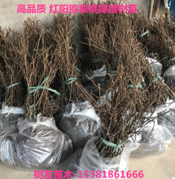 【樹友苗木】專業現貨 3年脆皮金桔苗已結果金橘樹苗量大價優現貨