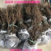 【樹友苗木】專業現貨 3年脆皮金桔苗已結果金橘樹苗量大價優現貨