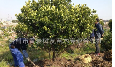 緊急處理 10年黃巖橘樹8-10年桔子樹黃巖蜜橘 600棵現貨