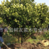 緊急處理 10年黃巖橘樹8-10年桔子樹黃巖蜜橘 600棵現貨