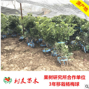 【樹友】3年移栽東魁楊梅球樹苗 結果楊梅樹楊梅種苗 果樹苗木
