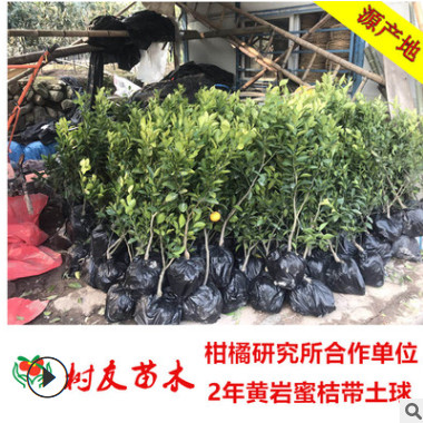 【樹友苗木】2年移栽苗 黃巖蜜橘 桔子苗桔樹果樹苗 移栽苗批發