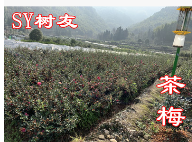 樹友苗木 茶梅球 茶梅樹苗 80公分高 80公分冠 精品茶梅樹