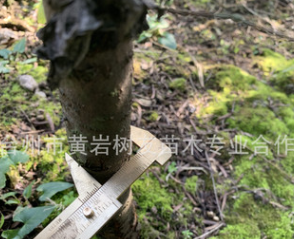 樹友苗木 3年 南方紅豆杉苗2-3公分 紅豆杉樹苗