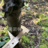 樹友苗木 3年 南方紅豆杉苗2-3公分 紅豆杉樹苗