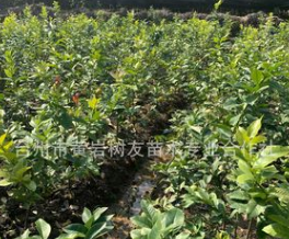 【樹友苗木】2年檸檬嫁接移栽苗 量大優惠尤力克檸檬苗嫁接檸檬苗