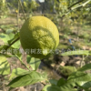 【樹友苗木】3-4年檸檬嫁接移栽苗 尤力克檸檬苗 嫁接檸檬苗