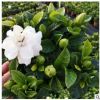 基地批發(fā)梔子花盆栽花卉 綠植觀花室內(nèi)植物梔子花小盆栽植物花卉
