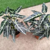 基地小仙女盆栽綠植花卉 室內(nèi)小盆栽 花卉盆栽 凈化空氣好養(yǎng)植物