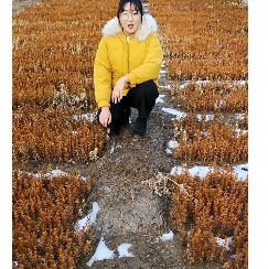 大小葉黃楊 綠植盆景造型 黃楊球 綠景觀綠化工程 四季常青綠化苗