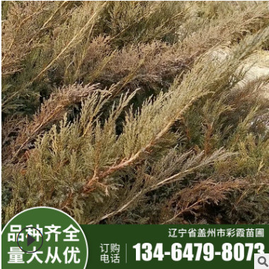 沙地柏 彩霞廠家批發綠化苗 規格齊全 工程綠化 地被植物