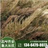 沙地柏 彩霞廠家批發綠化苗 規格齊全 工程綠化 地被植物