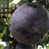 黑霸王李子苗 巨人李子 果特大李子 大果李子黑李子 批發李子苗