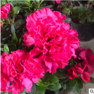 杜鵑花盆栽植物 室內(nèi)帶花好養(yǎng)的花常年四季開花不斷花卉觀花植物