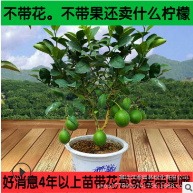 檸檬樹果樹苗香水檸檬綠植盆栽植物四季開花結(jié)果尤力克檸檬果樹苗