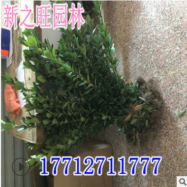 冬青基地直銷灌木冬青庭院大葉黃楊球道路園林綠化工程冬青北海道