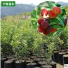 果樹苗楊梅苗耐寒南方北方種植當年結果樹苗盆栽地栽果樹苗