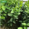 果樹苗木檸檬盆栽檸檬苗 檸檬樹苗 果樹苗香水檸檬苗結果