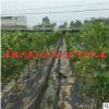 基地批發無花果樹苗盆栽 庭院地栽當年結果 波姬紅無花果量大優惠