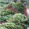 批發大五星枇杷樹苗盆栽當年結果庭院南北方種植量大優惠果樹苗