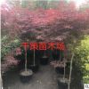 美國紅楓樹苗庭院綠化風景樹日本紅楓綠化苗木工程用苗規格齊全