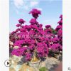 產(chǎn)地優(yōu)惠批發(fā)工程別墅用紫花造型勒杜鵑紫花三角梅花卉