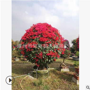 紫花三角梅球 紅花三角梅球 勒杜鵑球 九重葛球形 現(xiàn)貨直發(fā)