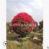 紫花三角梅球 紅花三角梅球 勒杜鵑球 九重葛球形 現(xiàn)貨直發(fā)