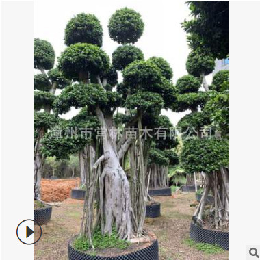 綠化工程別墅花園造型精品榕樹(shù)樁頭盆景大型造型小葉榕樹(shù)