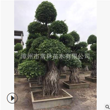 精品榕樹(shù)樁頭孔雀根造型榕樹(shù)南安根綠化別墅行道樹(shù)小葉榕