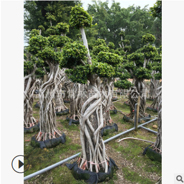 工程別墅花園造型小葉榕 抱石根小葉榕 精品造型榕樹(shù) 榕樹(shù)盆景