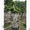 工程別墅花園造型小葉榕 抱石根小葉榕 精品造型榕樹 榕樹盆景