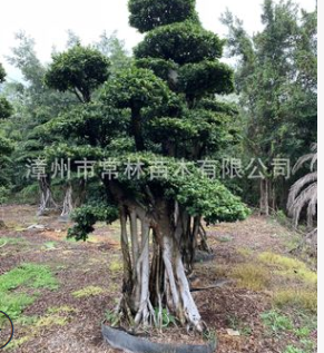 造型榕樹(shù) 街道行道樹(shù)榕樹(shù)樁頭精品小葉榕盆景小葉榕 漳州產(chǎn)地直銷(xiāo)