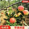 基地批發(fā)蘋果樹苗煙富10煙富8系列魯麗全紅新品種中秋王