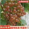 現(xiàn)挖現(xiàn)發(fā)金手指葡萄苗 陽光玫瑰嫁接葡萄樹苗 紅提葡萄果樹苗批發(fā)