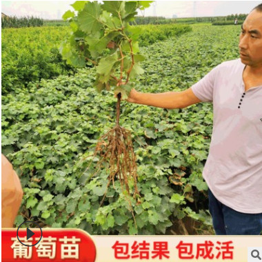 陽光玫瑰葡萄樹苗 巨峰美人指葡萄苗 品種多大粒高產葡萄樹苗