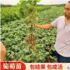 陽光玫瑰葡萄樹苗 巨峰美人指葡萄苗 品種多大粒高產(chǎn)葡萄樹苗