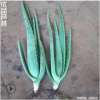 庫拉索基地直銷低價(jià)出售庫拉索蘆薈苗美容蘆薈綠植盆栽蘆薈