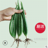庫拉索蘆薈小苗盆栽 綠植新鮮蘆薈苗基地直供特價(jià)
