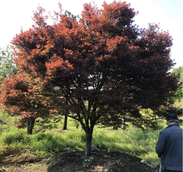 T427號紅楓17.4公分，分枝點65公分，高4米，蓬4.2米。唯一編號