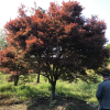 T427號紅楓17.4公分，分枝點65公分，高4米，蓬4.2米。唯一編號