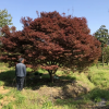 T428號紅楓22公分，分枝點48公分，高5米，蓬6.5米，唯一編號