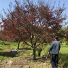 T425號紅楓18.8公分，分枝65公分，高4米，蓬4米，唯一編號