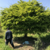 T408號雞爪槭22.7公分，分枝點55公分。高4.5米，蓬4.5米，
