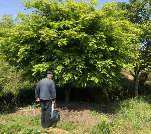 T406號雞爪槭19.8公分，分枝點50公分，高4.5米，蓬5米，唯一編號
