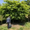 T406號雞爪槭19.8公分，分枝點50公分，高4.5米，蓬5米，唯一編號